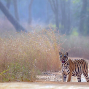 Game Of Tigers: JAN 2027