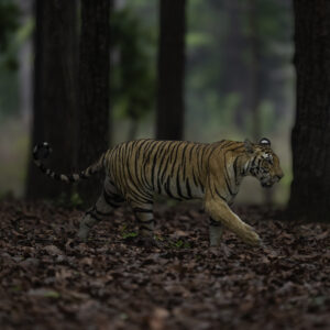 Central India’s Tiger Quest - JUN 2025