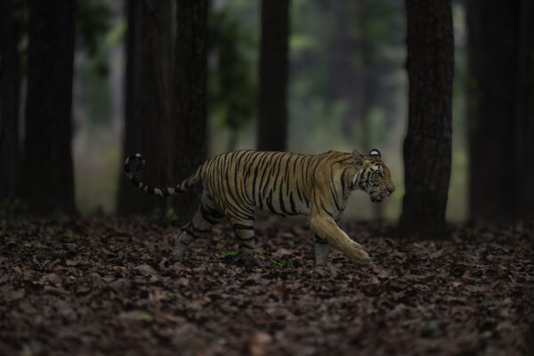 Central India’s Tiger Quest - JUN 2025