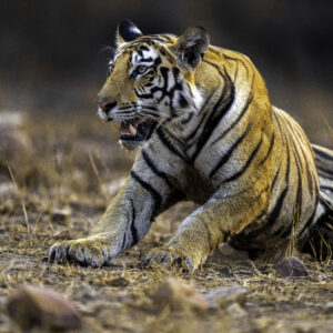Monsoon Tigers: JUN 2027