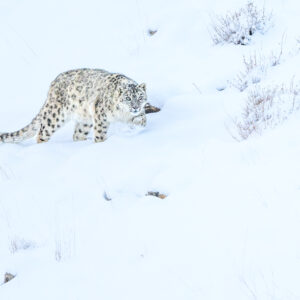 Snow Leopard Odyssey – Winter 2027