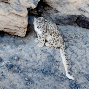 Himalyan Ghost Quest – March 2027