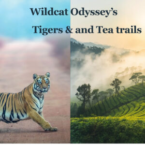 Tigers & Tea Trails